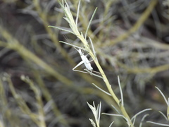 Oecanthus beameri