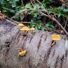 Pleuroflammula tuberculosa