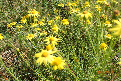Canaryweed Ragwort (Senecio harveyanus)