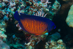 Centropyge bispinosa