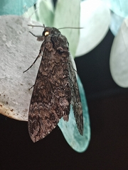 Agrius cingulata