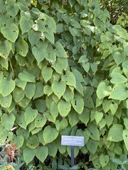 Dioscorea quaternata