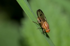 Minettia inusta