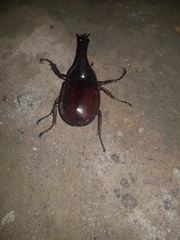 Xylotrupes gideon gideon