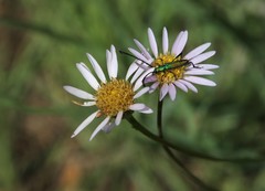 Afroaster serrulatus