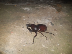 Xylotrupes gideon gideon