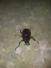 Xylotrupes gideon gideon