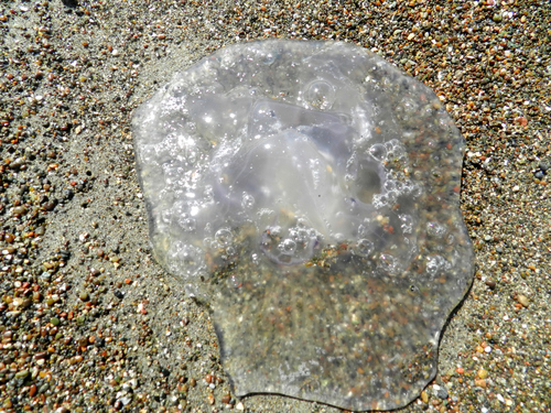 photo of Greater Moon Jelly (Aurelia labiata)