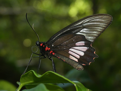 Parides neophilus