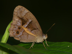 Posttaygetis penelea