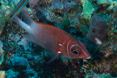 Sargocentron caudimaculatum