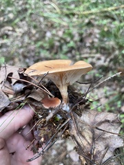 Paralepista
