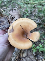 Paralepista