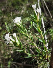 Epacris paludosa