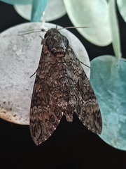 Agrius cingulata