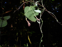 Aristolochia flava