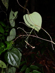 Aristolochia flava