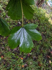 Acer pseudoplatanus