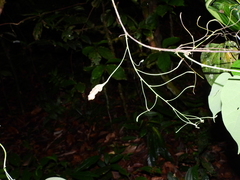 Aristolochia flava