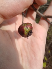 Crataegus pruinosa