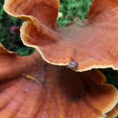 Stenacapha hamiltoni