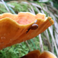 Stenacapha hamiltoni