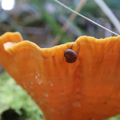 Stenacapha hamiltoni