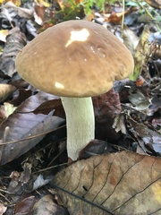 Boletus nobilis