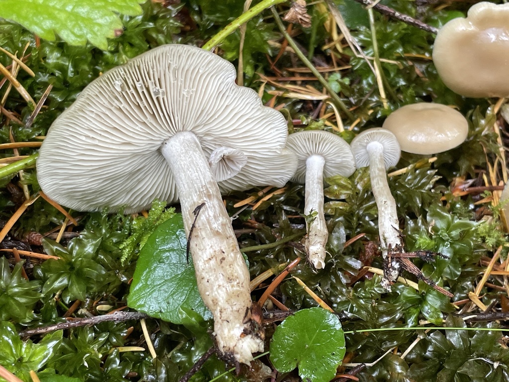 Lyophyllaceae sp. 'Paralyophyllum-turcicum-PNW01'
