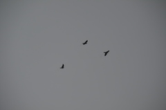 Patagioenas fasciata