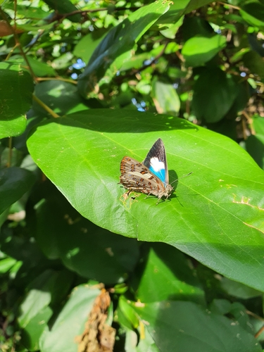 Hypochrysops polycletus