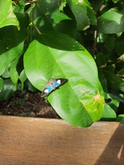Hypochrysops polycletus