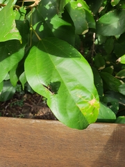 Hypochrysops polycletus