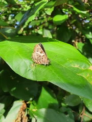 Hypochrysops polycletus