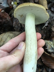 Boletus nobilis