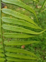 Angiopteris fokiensis