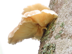 Pleurotus
