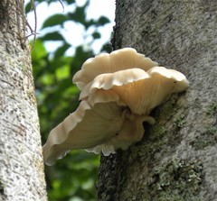 Pleurotus