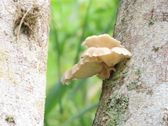 Pleurotus