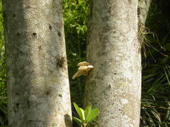 Pleurotus