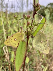 Colias poliographus