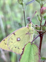 Colias poliographus