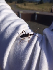 Leptoglossus clypealis