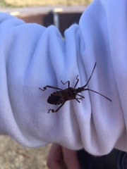 Leptoglossus clypealis