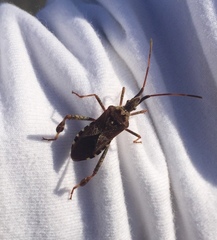 Leptoglossus clypealis