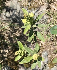 Croton montevidensis