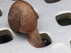 Bradybaena similaris image