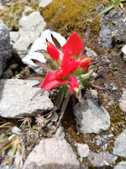 Castilleja tolucensis