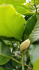 Magnolia × alba