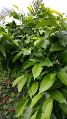 Magnolia × alba